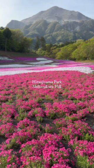 羊山公園の芝桜🌸がいよいよ見ごろを迎えました〜✨🙌

撮影日:2024.04.20

#埼玉 #秩父 #横瀬
#秩父羊山公園
#芝桜の丘
#芝桜まつり
#羊山公園 
#羊山公園芝桜
#秩父観光
#秩父グルメ 
#秩父旅行
#秩父宿泊
#古民家宿
#クラフトビール 
#まほろバル 
#秩父麦酒
#クチーナサルヴェ
#ちちふホステル 
#秩父表参道lab
#chichibu
#chichibuomotesandolab